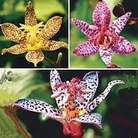 Tricyrtis Mixed 3 bareroot plants - 1 of each colour