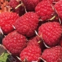 Raspberry : Autumn Bliss 12 canes