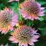Astrantia Major 'Florence' 1 bareroot plant