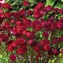 Astrantia major Venice 1 bareroot plant