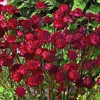 Astrantia major Venice 3 bareroot plants