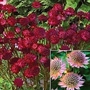 Astrantia major Collection 2 bareroot plants - 1 of each
