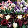 Tulip Passion Blend Collection I 54 bulbs - 18 of each