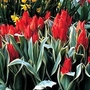 Tulip praestans Unicum 18 bulbs