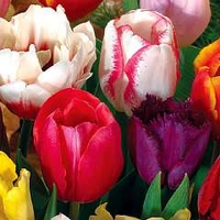 Tulip - 60 Days of Tulips 50 bulbs