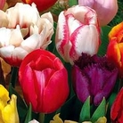 Tulip - 60 Days of Tulips 50 bulbs