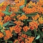 Butterfly Plant Tuberosa 3 bare root plants