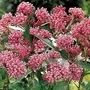 Butterfly Plant Incarnata 6 bare root plants