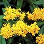 Butterfly Plant Hello Yellow 6 bare root plants