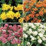 Butterfly Plant Collection 4 bareroot plants - 1 of each