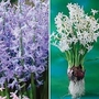 Hyacinth Multiflora Festival Blue 3 bulbs