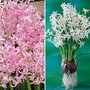 Hyacinth Multiflora Festival Pink 9 bulbs