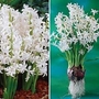 Hyacinth Multiflora Festival White 9 bulbs