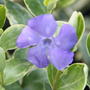 lesser periwinkle
