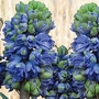 Hyacinth Isabelle (Double) 9 bulbs