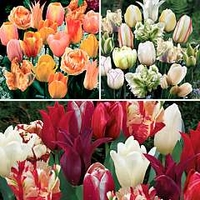 Tulip Passion Blend Collection II 54 bulbs - 18 of each