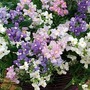 Nemesia Poetry Candyfloss 20 plug plants + 5 free