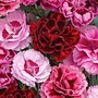 Carnation Tropical Mixed 20 plants