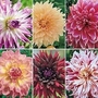 Dahlia - Dinner Plate Giant - Award Winning Collection 6 tubers - 1 of each variety