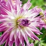 Dahlia - Dinner Plate Giant - Mingus Randy 6 tubers