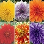 Dahlia - Dinner Plate Giant - Classic Collection 6 tubers - 1 of each variety