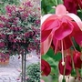 Fuchsia Garden News (Standard Whip) 2 plants in 9cm pots + FREE 100g Fertiliser