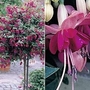 Fuchsia Paula Jane (Standard Whip) 2 plants in 9cm pots + FREE 100g Fertiliser