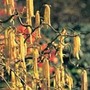 corkscrew hazel
