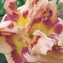 Daylily Double Flamboyant Edge 1 bareroot plant
