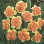 Narcissus Vanilla Peach 9 bulbs