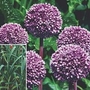 Allium Summer Drummer 2 bulbs