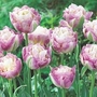 Tulip Sweet Desire 18 bulbs