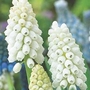 Muscari White Magic 20 bulbs