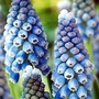 Muscari Ocean Magic 20 bulbs