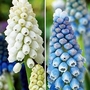 Muscari Magic Collection 20 bulbs - 10 of each variety