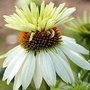 Coneflower Mount Hood 1 plug plant