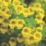 Tropaeolum brachycereus 2 tubers