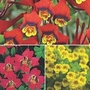 Tropaeolum Collection 1 bareroot + 2 tubers (1 of each variety)