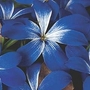 Chilean Blue Crocus cyanocrocus 1 corm