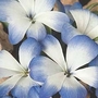 Chilean Blue Crocus leichtlinii 1 corm