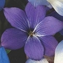 Chilean Blue Crocus violacea 1 corm