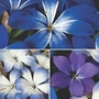 Chilean Blue Crocus Collection 3 coms - 1 of each variety