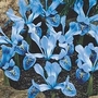 Iris - Dwarf Iris Cantab 48 bulbs
