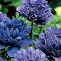 Anemone coronaria Lord Lieutenant 50 bulbs