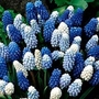 Grape Hyacinth Magic Carpet Mixed 60 bulbs