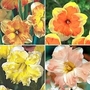 Narcissus Butterfly Collection 20 bulbs