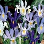 Iris Dutch Blue & White Blend 45 bulbs