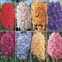 Hyacinth Fragrant Collection 24 bulbs - 3 of each variety