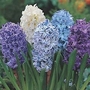 Hyacinth Blue Blend 16 bulbs
