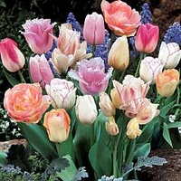 Tulip Pink Passion Blend 72 bulbs